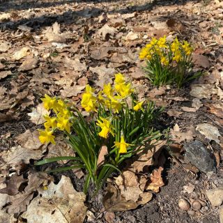 🦋☀️ Dnes je astronomický první jarní den ☀️ #jarnirovnodennost #prvnijarniden #jarojetu